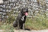 CANE CORSO 118